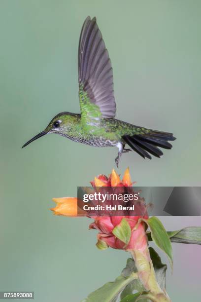 green-crowned brilliant hummingbird taking off from flower - heliodoxa jacula imagens e fotografias de stock