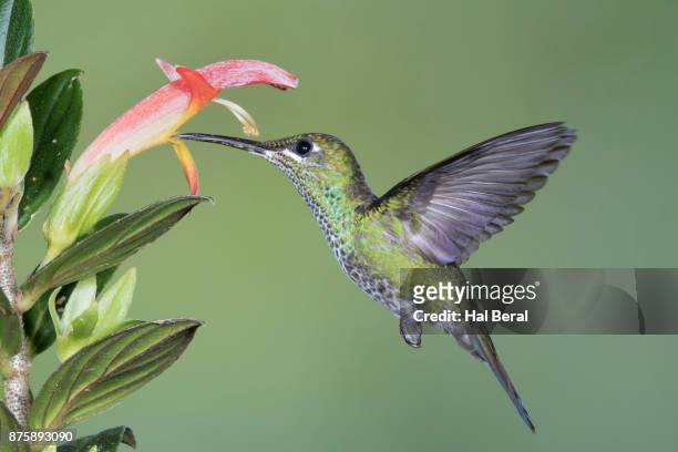 green-crowned brilliant hummingbird feeding - heliodoxa jacula imagens e fotografias de stock