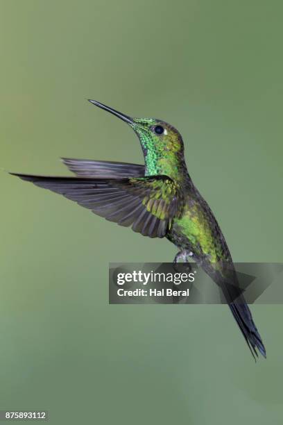 green-crowned brilliant hummingbird male flying - heliodoxa jacula imagens e fotografias de stock