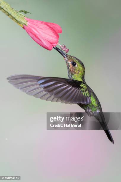 green-crowned brilliant hummingbird juvenile feeding on flower - green crowned brilliant hummingbird stock pictures, royalty-free photos & images