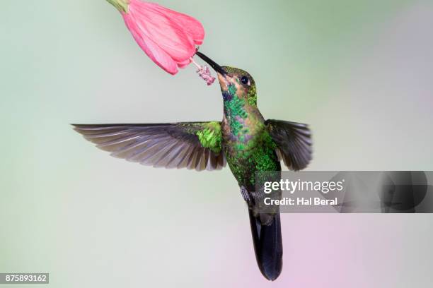 green-crowned brilliant hummingbird juvenile feeding on flower - heliodoxa jacula imagens e fotografias de stock