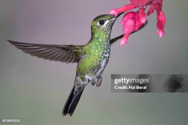 green-crowned brilliant hummingbird female feeding on flower - green crowned brilliant hummingbird stock pictures, royalty-free photos & images