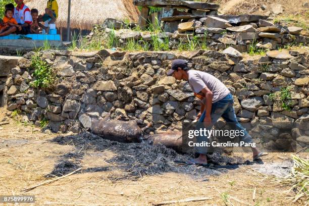 thanksgiving ritual of the luo tribe in flores, indonesia. - caroline pang stock-fotos und bilder