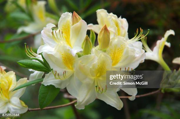 azalea bush in bloom during springtime - yellow heather stock pictures, royalty-free photos & images