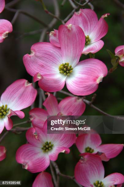 pink flowering dogwood (cornus florida) blooming in springtime - dogwood blossom fotografías e imágenes de stock