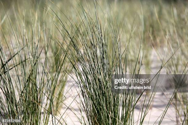 Rostock Warnemuende, Ostsee, Strand, Gräser in den Dünen