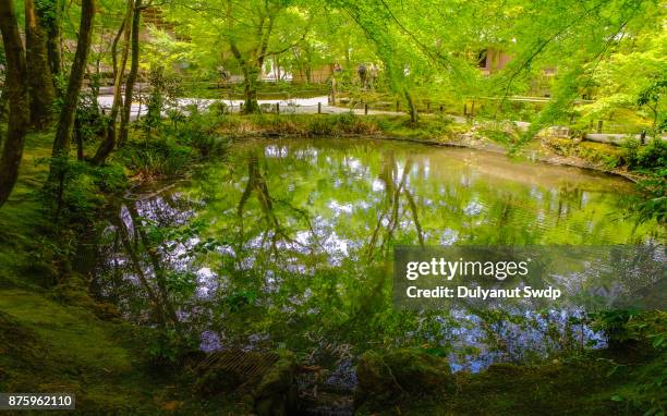 summer scenery of a japanese garden in a public nature park in kyoto, japan - bamboo bonsai stock pictures, royalty-free photos & images