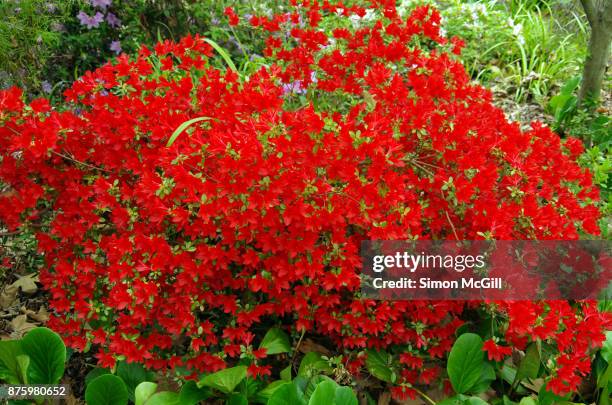 Azaleas Rojas 2,425 Red Azalea Stock Photos, High-Res Pictures, and Images - Getty Images