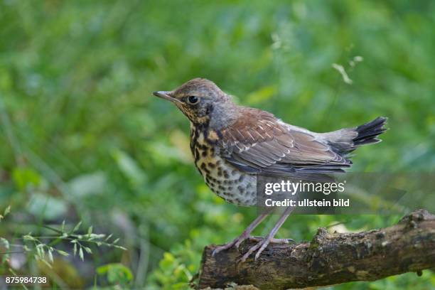 Wacholderdrossel Jungvogel auf Ast stehend links sehend