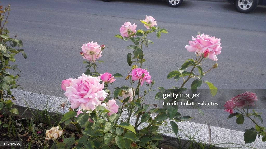 Rose roses on the street