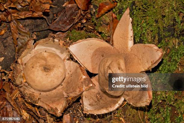 Roetender Erdstern zwei Fruchtkoerper nebeneinander mit robraunen Lappen und Sporenkugel auf braunem Herbstlaub