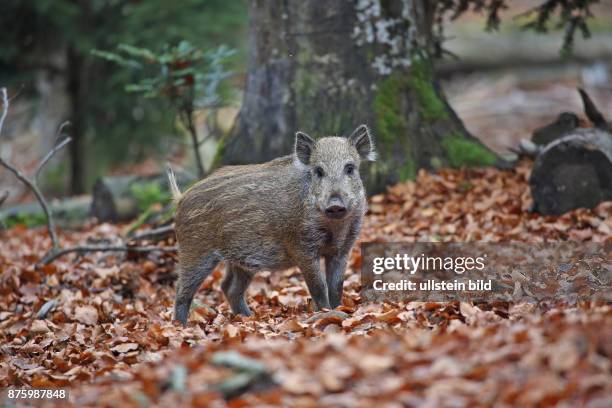 Wildschwein Jungtier in Wald mit herbstlich verfaerbten braunen Blaettern stehend rechts hersehend