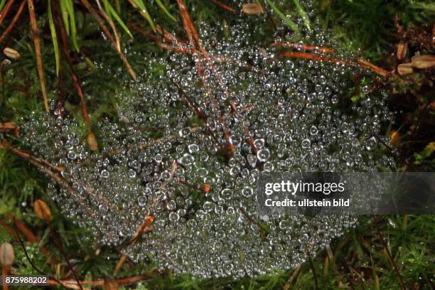 Spinnennetz Faeden mit glitzernden Raureiftropfen