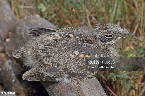 Ziegenmelker Jungvogel auf Holzbalken sitzend rechts sehend