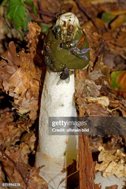 Gemeine Stinkmorchel Fruchtkoerper in braunem Herbstlaub mit weissem Stiel und olivgruenem Kopfteil mit sitzenden Fliegen