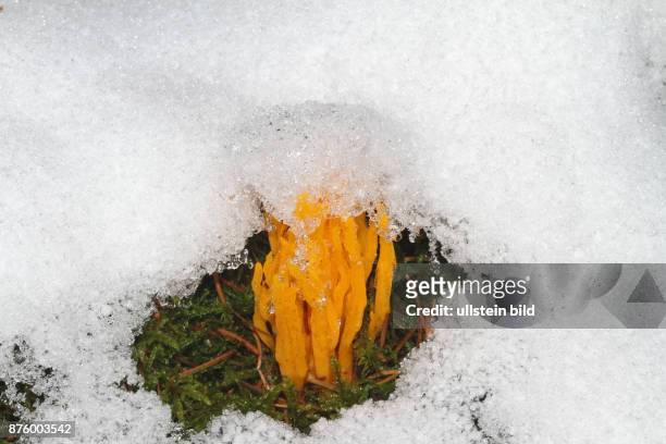 Klebriger Hoernling mehrere gelbe Fruchtkoerper schneebedeckt