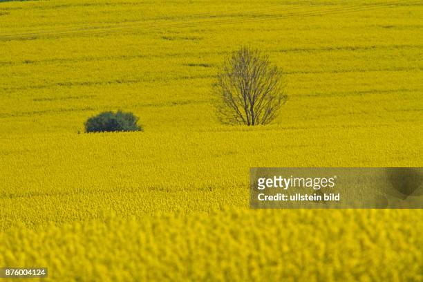 Baum und Strauch in gelb bluehendem Rapsfeld