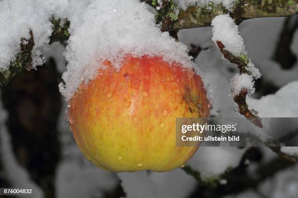 Apfel schneebedeckt an Ast haengend