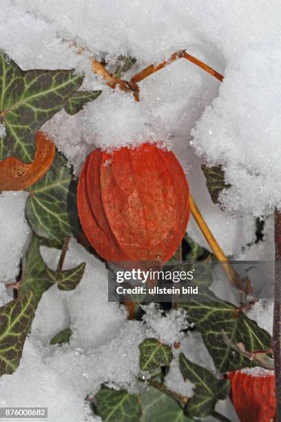 Lampionblume rote Bluete in Schnee