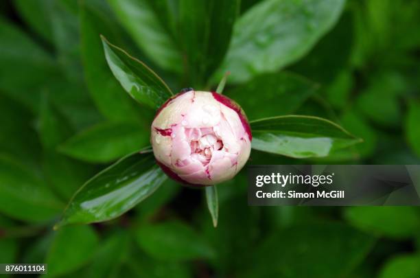 close-up of a peony flower bud opening - bud opening stock pictures, royalty-free photos & images