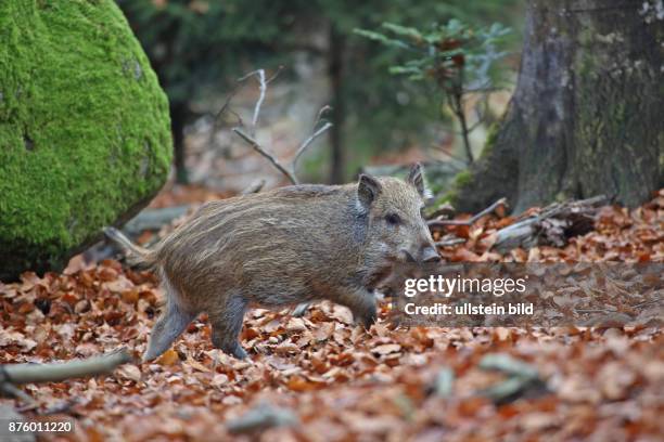 Wildschwein Jungtier in Wald mit herbstlich verfaerbten braunen Blaettern stehend rechts sehend