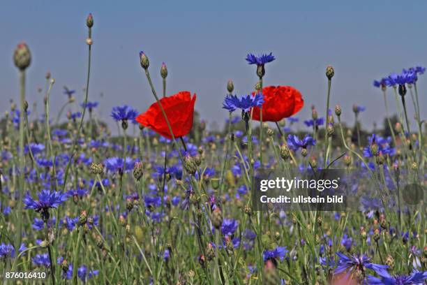 Kornblume mehrere blauen Blueten mit rotem Klatsch-Mohn in Acker vor blauem Himmel