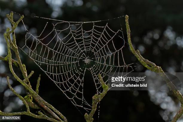 Spinnennetz mit Wassertropfen zwischen Zweigen haengend
