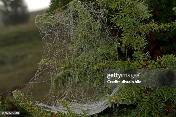 Spinnennetz mit Wassertropfen an gruenen Aesten