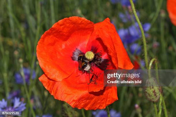 Klatsch-Mohn offene rote Bluete mit Stempel