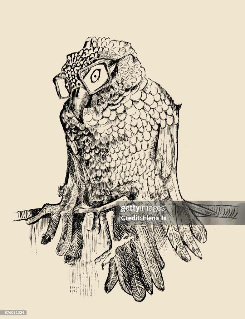 Parrot zhako sits on a branch of an engraving. drawing by hand gray parrot