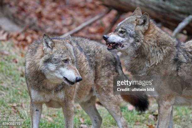 Wolf zwei Tiere in Wald mit herbstlich verfaerbten braunen Blaettern stehend zueinandersehend