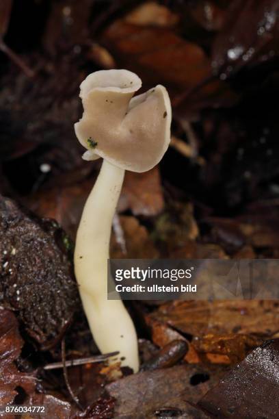 Sattellorchel Pilze nicht gefurchter weisslicher Stiel und sattelfoermig eingebogenem hellbraunem Kopfteil in Herbstlaub