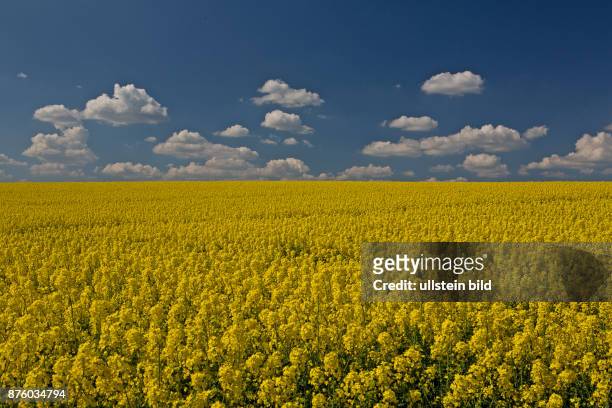 Rapsfeld gelb bluehend vor blauem Himmel mit weissen Wolken