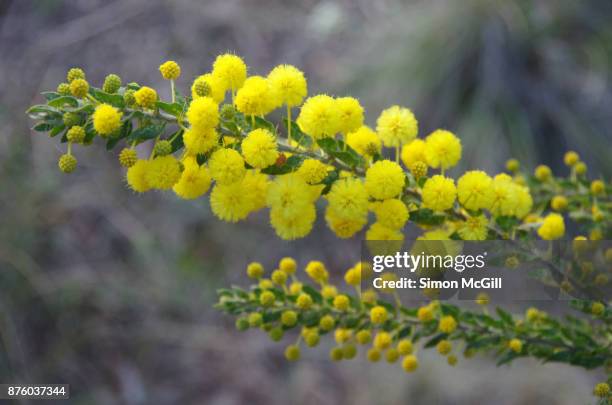 wattle tree in bloom - acacia flowers stock pictures, royalty-free photos & images