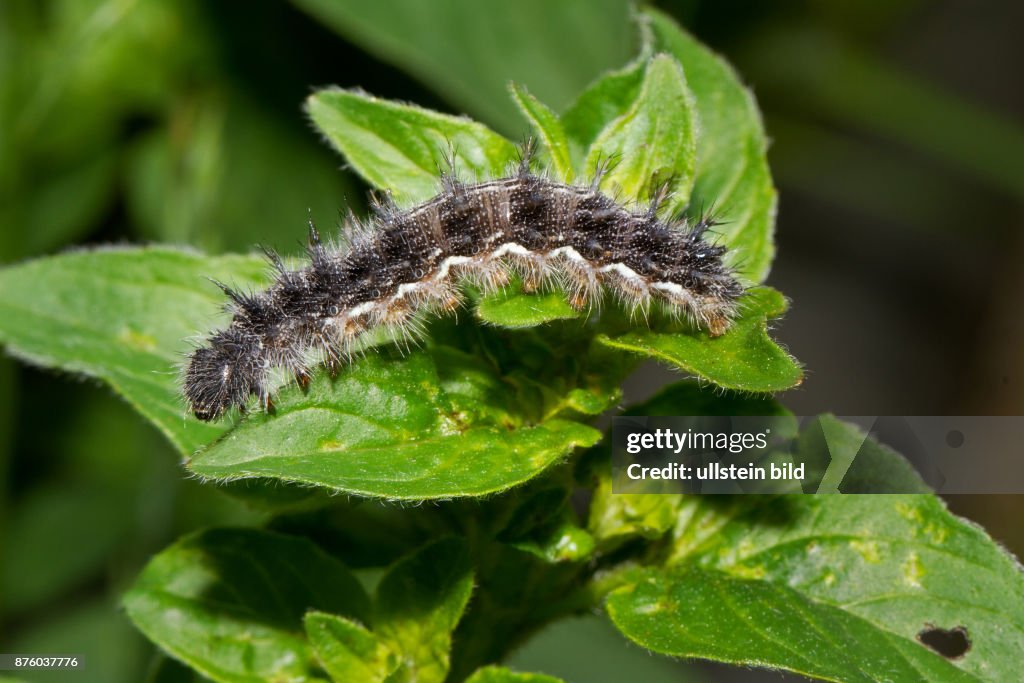 Distelfalter Raupe Distelfalter Raupe auf gruenem Blatt sitzend links sehend News Photo ...