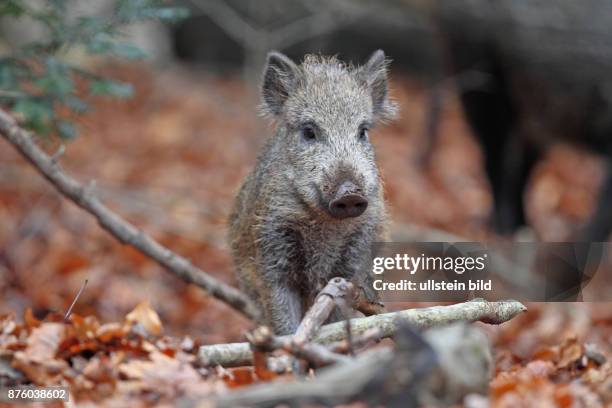 Wildschwein Jungtier in Wald mit herbstlich verfaerbten braunen Blaettern stehend hersehend