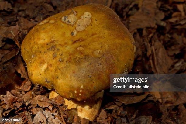 Stink-Taeubling Fruchtkoerper mit gelbbrauenem Stiel und Hut in braunen Herbstlaub