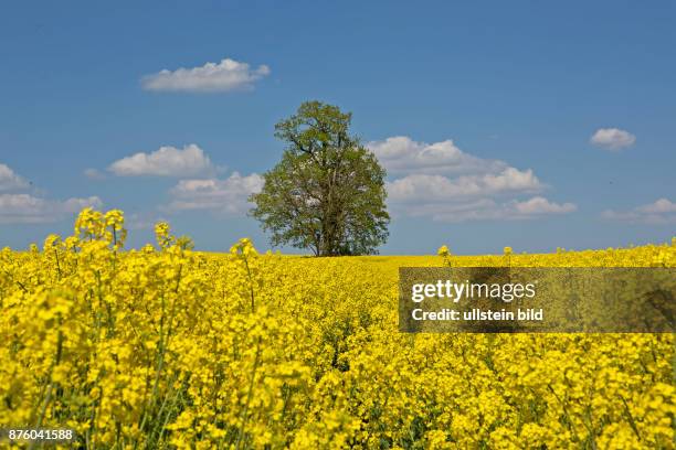 Rapsfeld gelb bluehend vor Baum und blauem Himmel mit weissen Wolken