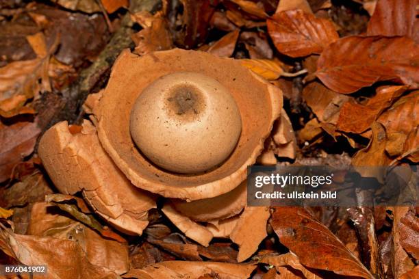 Halskrausen-Erdstern braeunlicher schuesselfoermiger Fruchtkoerper mit Sporenbehaelter auf Boden mit braunem Herbstlaub