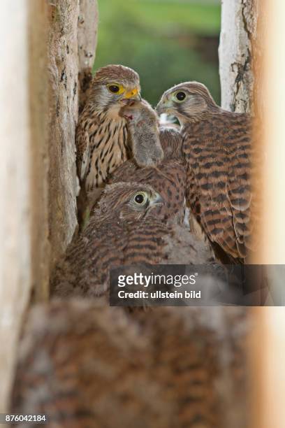 Turmfalke Altvogel mit Maus in Schnabel und drei Jungvoegel in Nest in Mauerspalte in Kirchturm sitzend verschieden sehend
