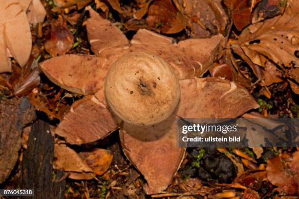 Roetender Erdstern Fruchtkoerper mit robraunen Lappen und Sporenkugel auf braunem Herbstlaub