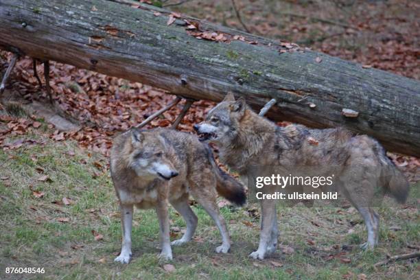 Wolf zwei Tiere in Wald mit herbstlich verfaerbten braunen Blaettern vor Baumstamm stehend links sehend