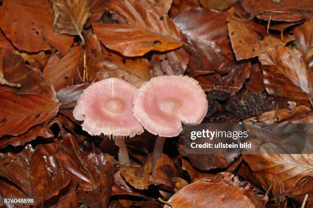 Rosa Rettichhelmling zwei Pilze nebeneinander mit rosa Stiel und Hut in Herbstlaub