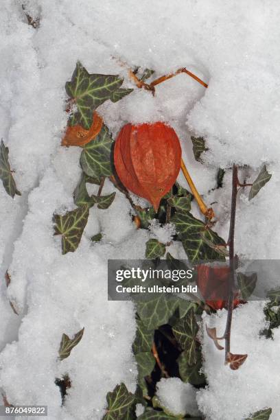 Lampionblume rote Bluete in Schnee