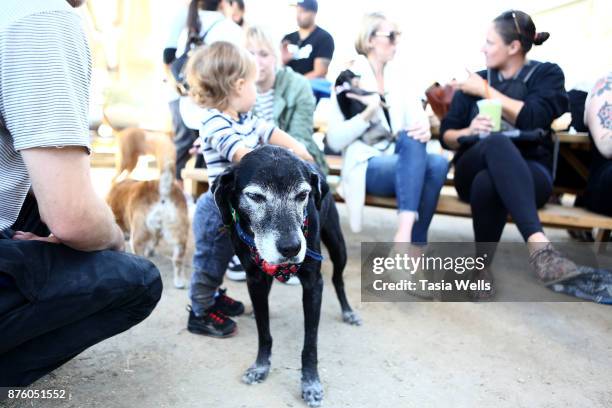 Guests the Ollie Pupsgiving Gathering at Platform LA on November 18, 2017 in Los Angeles, California.