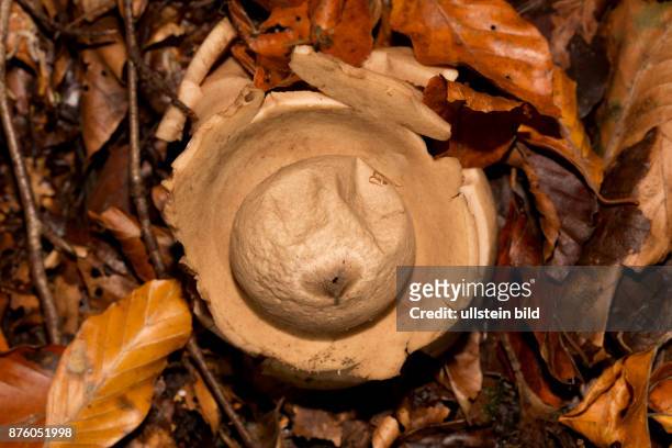 Halskrausen-Erdstern braeunlicher schuesselfoermiger Fruchtkoerper mit Sporenbehaelter auf Boden mit braunem Herbstlaub