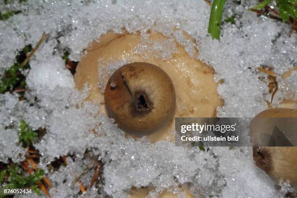 Gewimperter Erdstern hellbrauner Fruchtkoerper schneebedeckt in Moos mit Nadelstreu