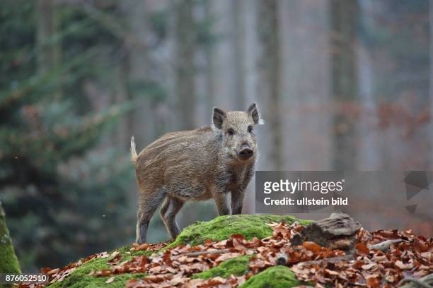 Wildschwein Jungtier in Wald mit herbstlich verfaerbten braunen Blaettern auf Felsstein stehend rechts hersehend