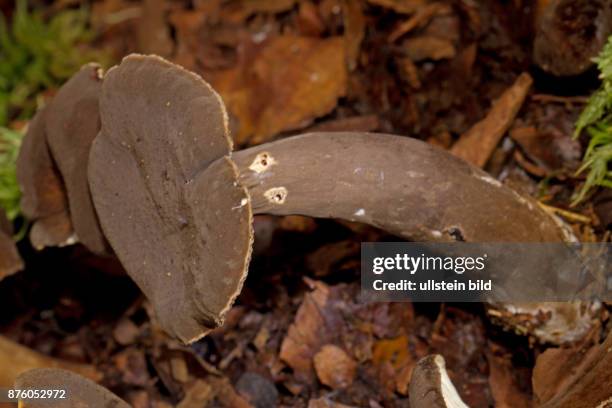 Mohrenkopf-Milchling Fruchkoerper mit braunem Stiel und Hut in Herbstlaub