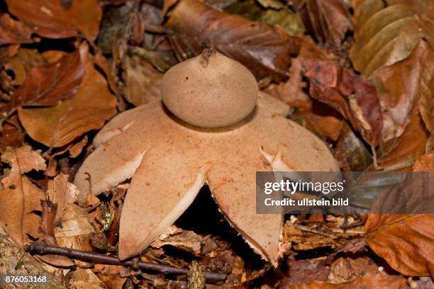 Roetender Erdstern Fruchtkoerper mit robraunen Lappen und Sporenkugel auf braunem Herbstlaub